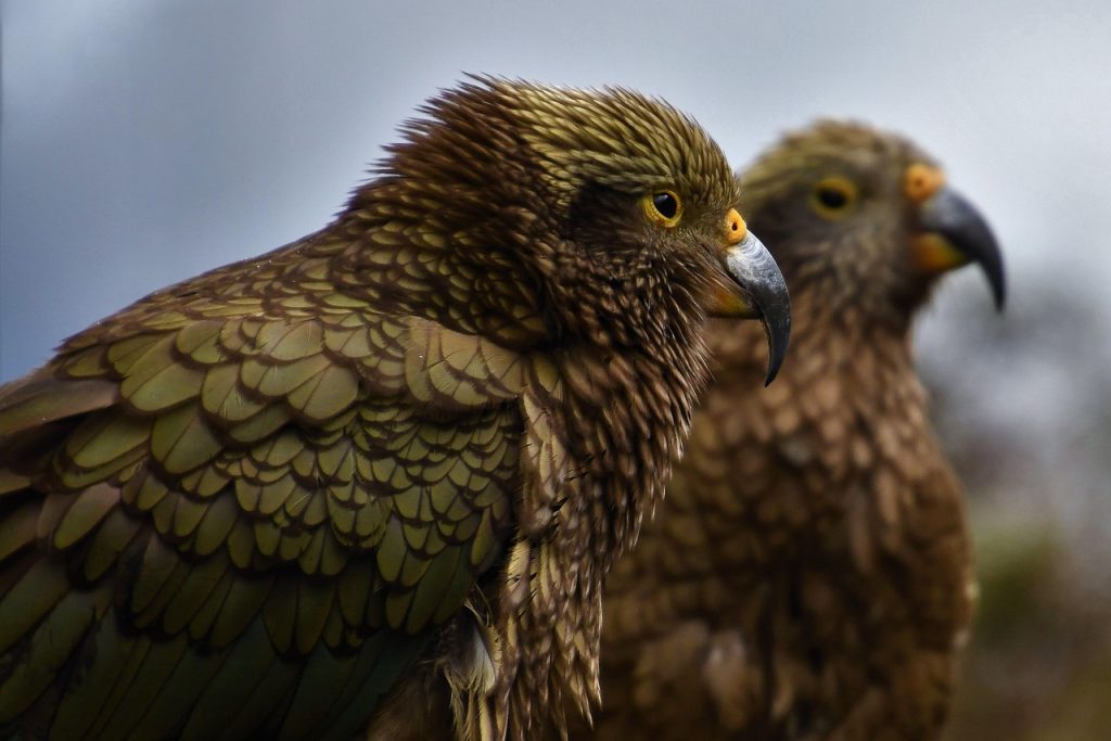 Bird, animal, mountain parrot — 150 Curated Spotify Playlist Ideas for Your Daily Routine