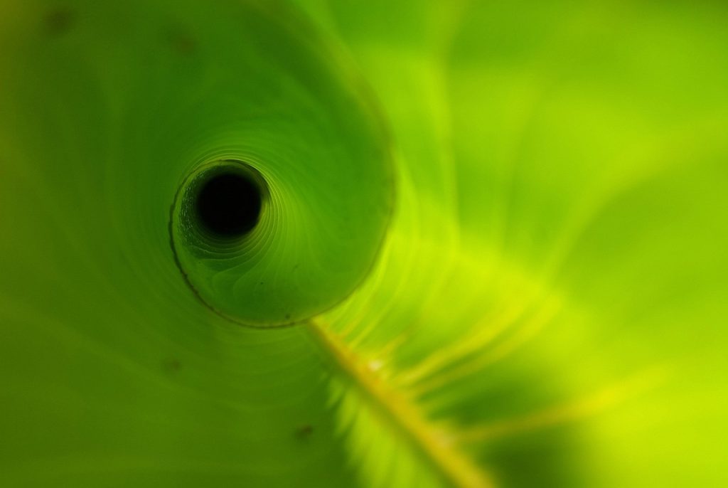 Heliconia leaf, unfurling, new — How to Contact Tiranga Game App Customer Support