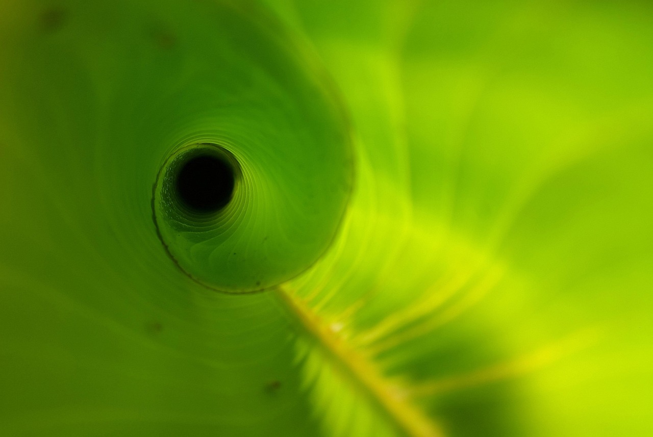 Heliconia leaf, unfurling, new — How to Contact Tiranga Game App Customer Support