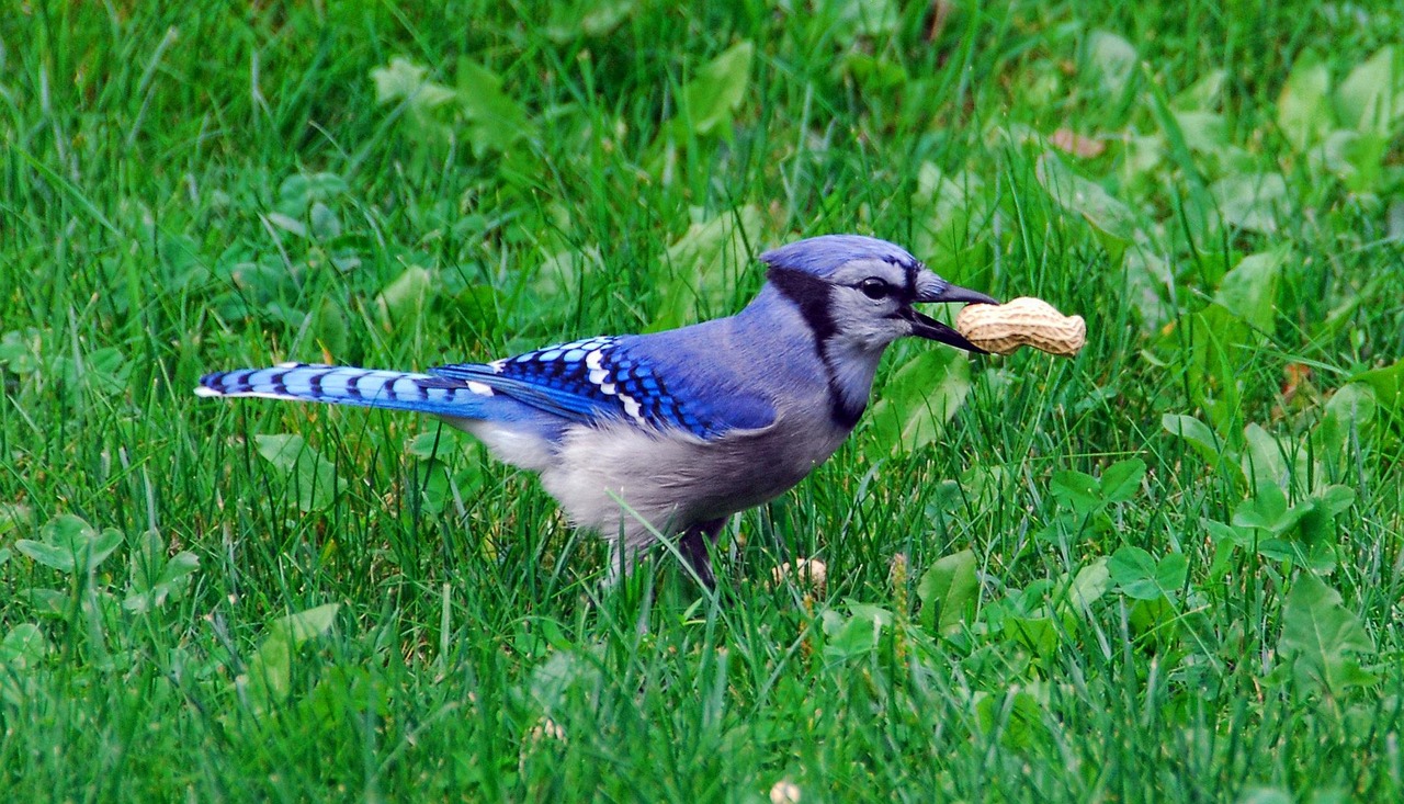 Bird, nature, bluejay — How to Win Color Prediction Games on OK Win