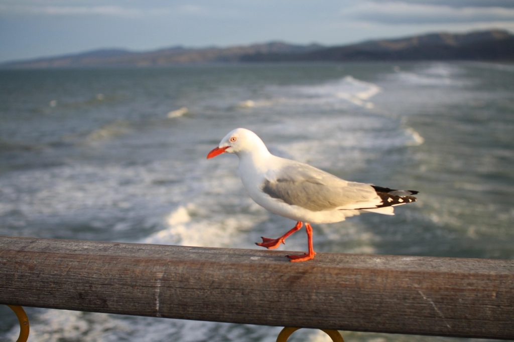 Seagull, bridge, nature — Streamlined Guide to Getting Rapid Assistance via Jeetwin App