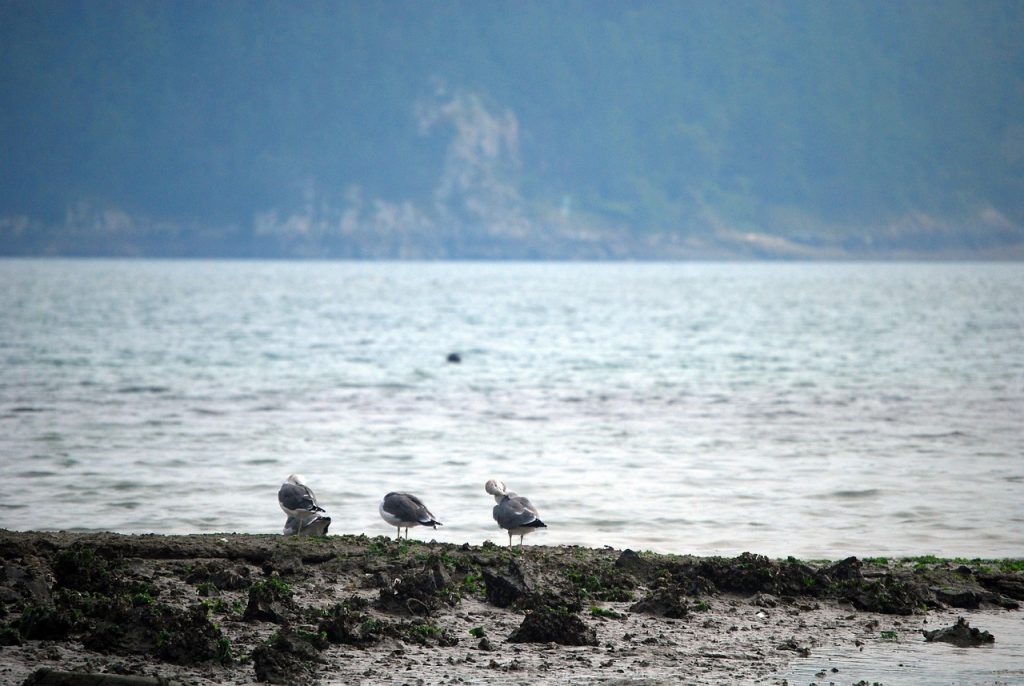 Ocean, new, seagull — What Are Poker HUDs and How to Use Them