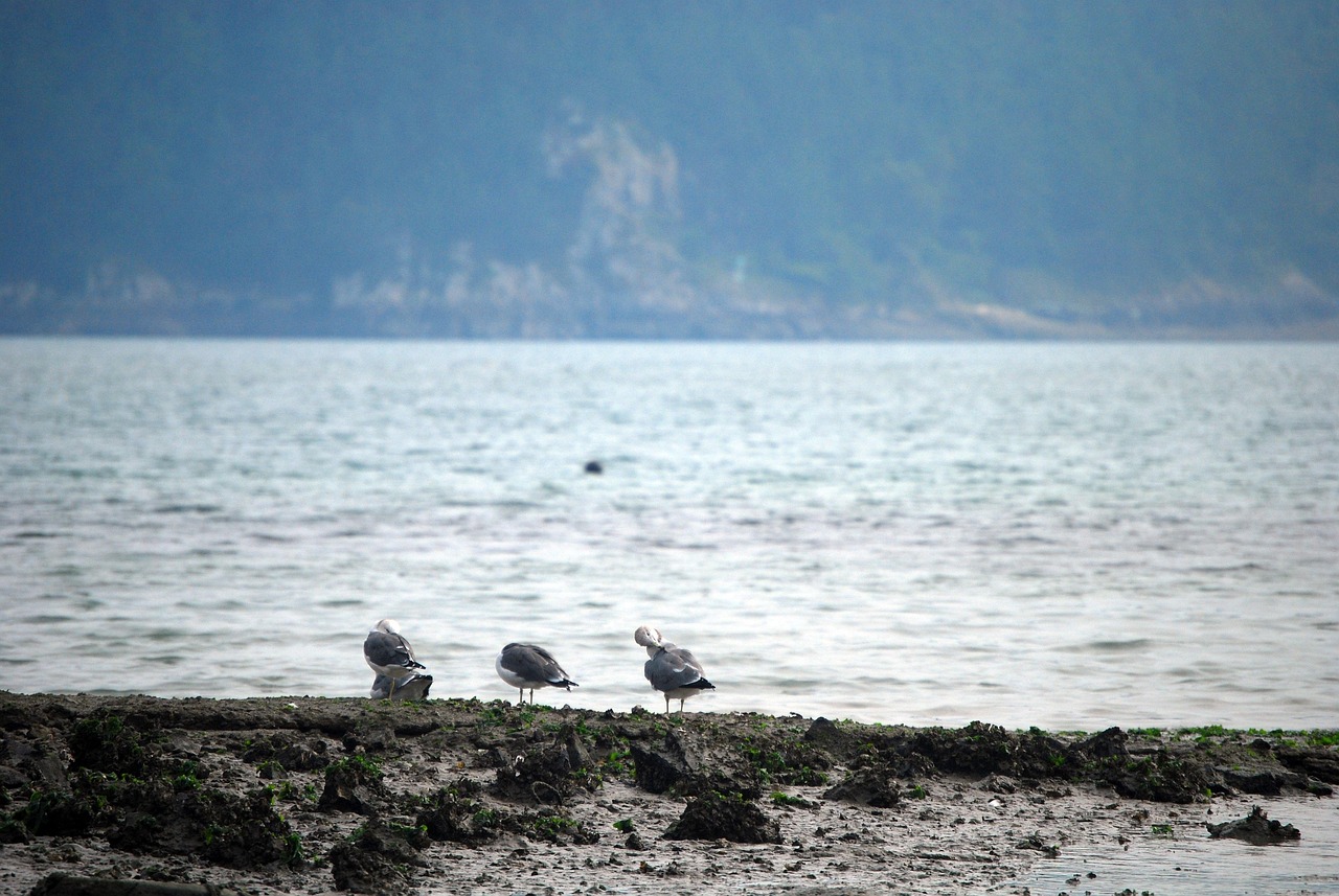 Ocean, new, seagull — What Are Poker HUDs and How to Use Them